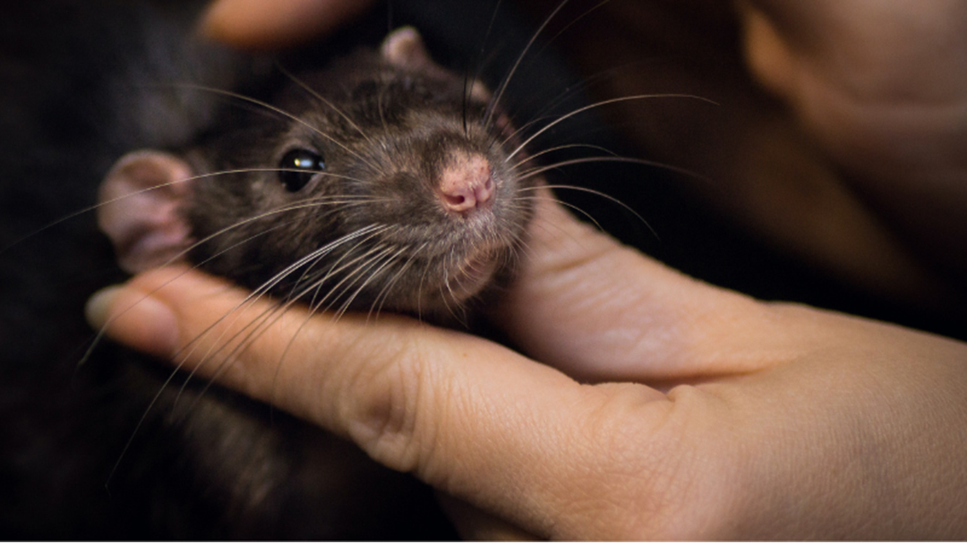 Article heading image for We Chat To The Rat Expert Who Taught Her Rats To Drive Cars