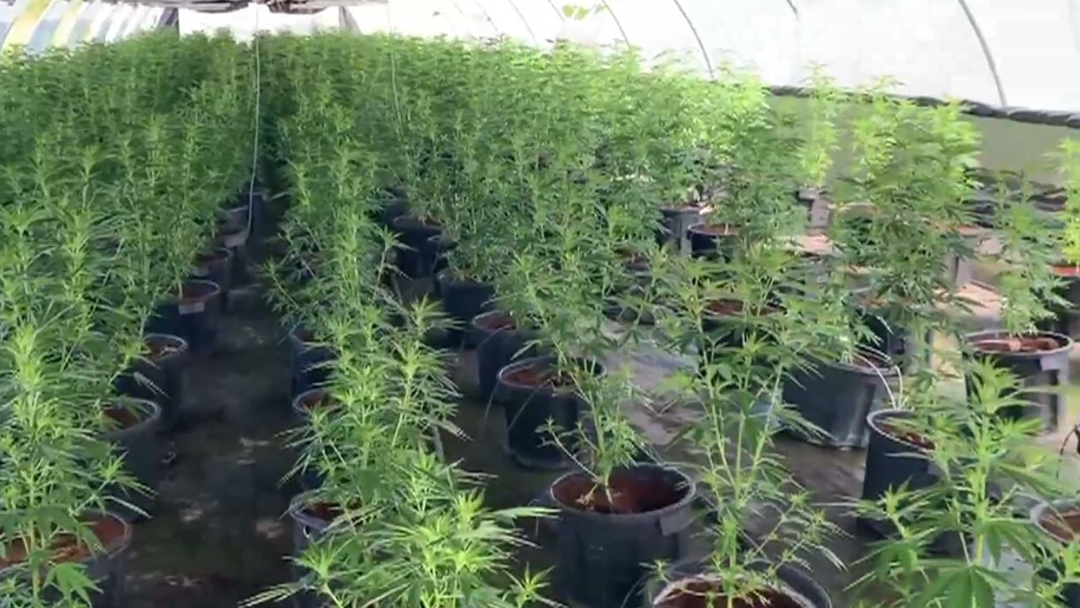 Article heading image for BREAKING NEWS: Police Bust Multi-Million Dollar Cannabis Crop Near Grafton
