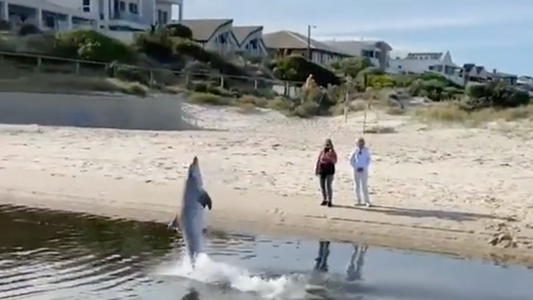 Article heading image for Stranded Dolphin Puts On A Show For Bewildered Locals