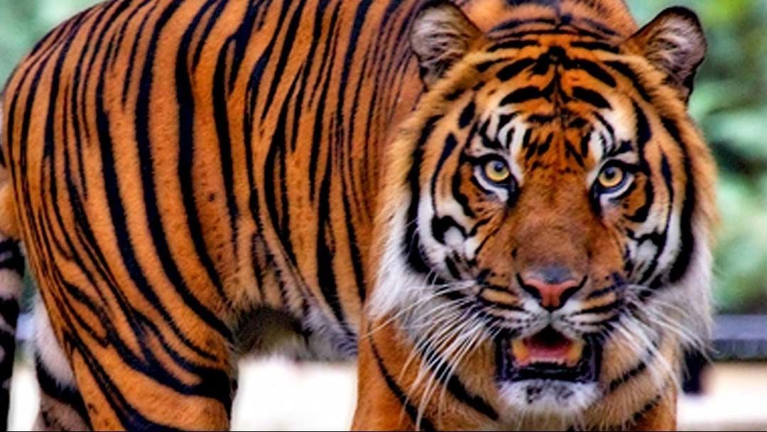 Article heading image for Person Looking For A Place To Smoke Finds Real Live TIGER