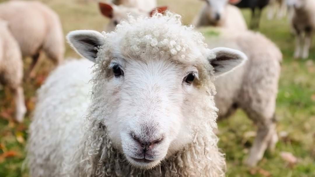 Article heading image for Shepparton's Missing Lambs, Have You Seen Them?