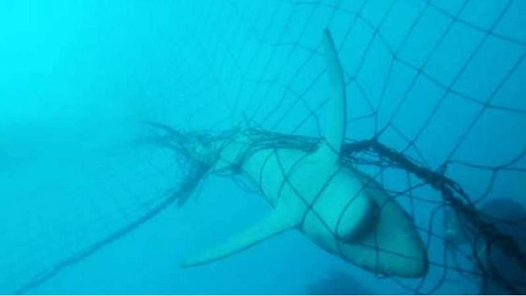 Shark Nets.Good Or Bad?