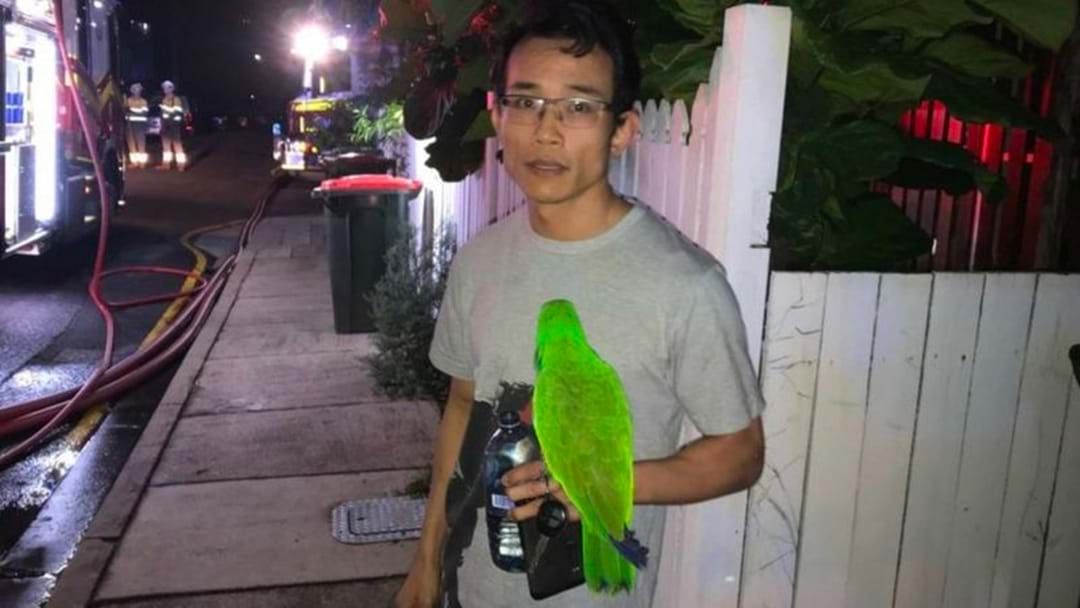 Article heading image for Eric The Parrot: Literally Saves His Owner's Life, What A Champion!