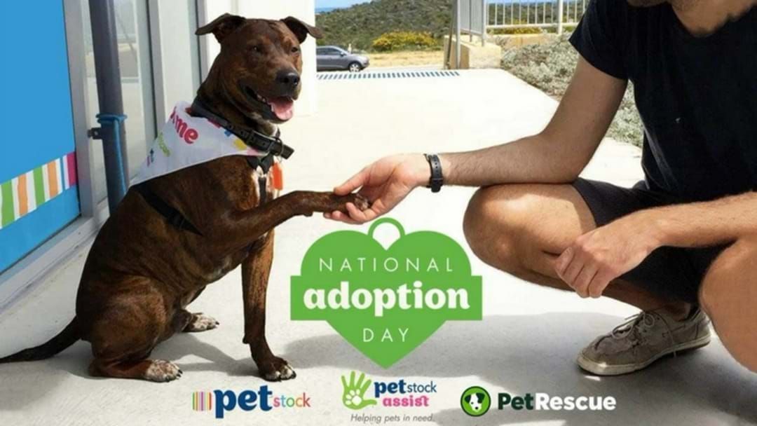 National Pet Adoption Day is this Sunday! Triple M