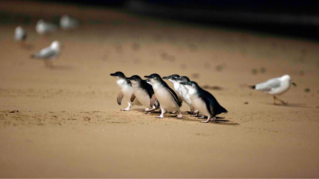 Article heading image for This Is Why You NEED To Tune In To The Live Penguin TV Hosted By Phillip Island