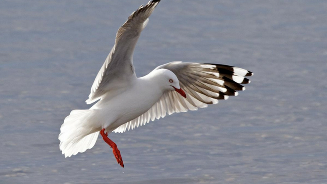 Article heading image for New Zealand Seagull Found on Coffs Coast