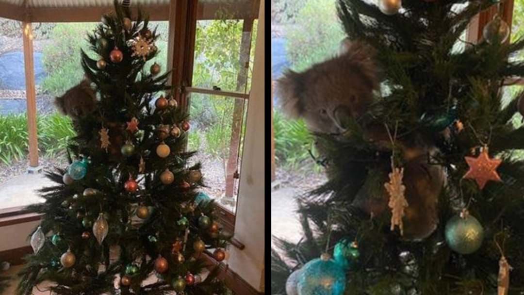 Article heading image for Adelaide Woman Finds A Live Koala In Her Christmas Tree
