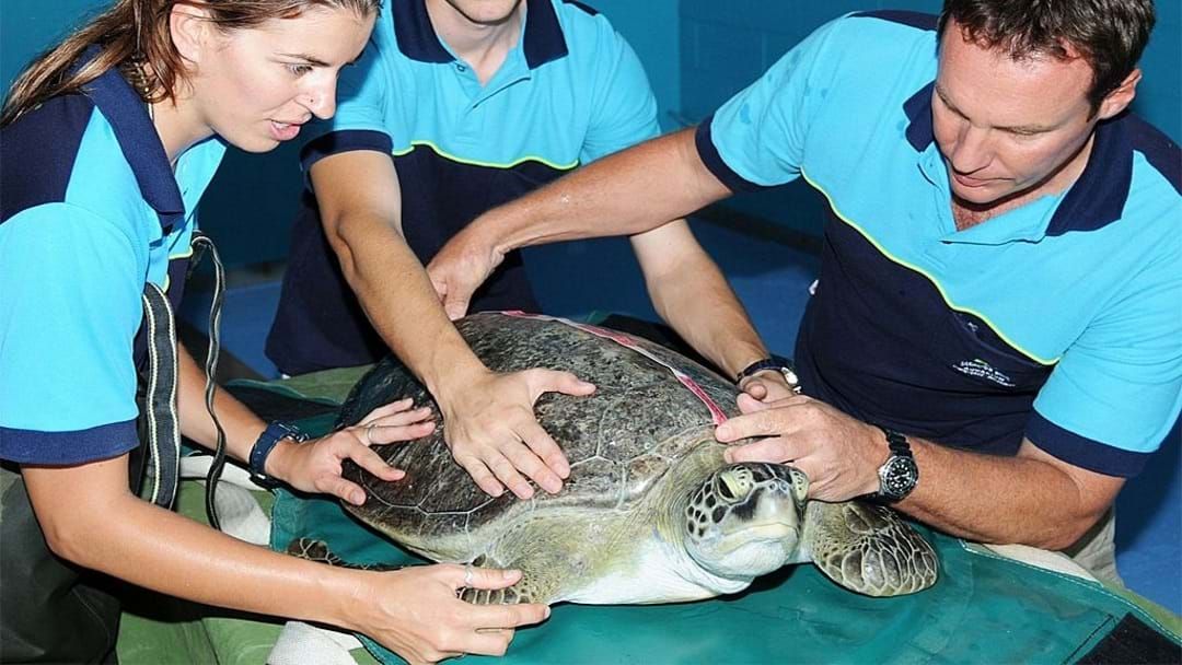 Article heading image for Reef HQ's Turtle Hospital Is Turning 10 With A Birthday Bash 