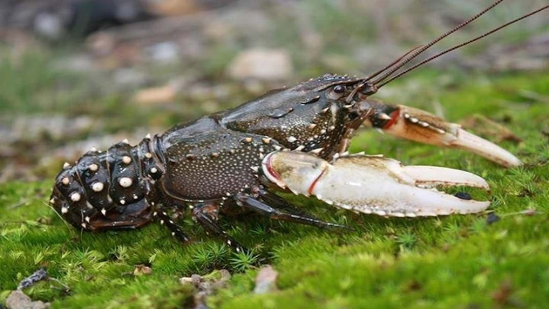 Article heading image for Dozens of fishers fined in Murray Crayfish compliance sting