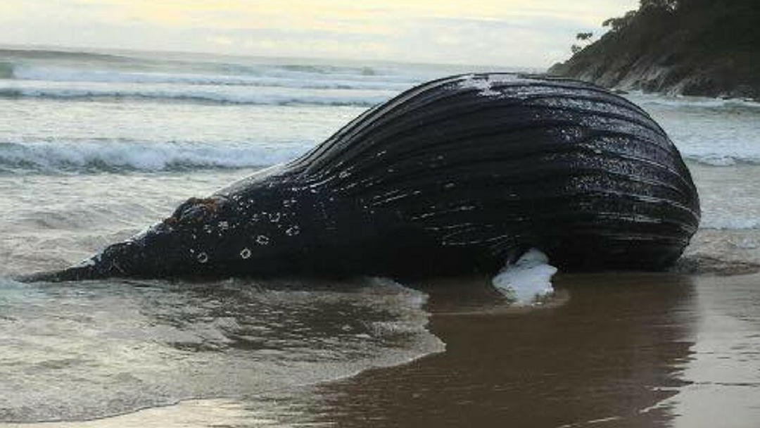 Article heading image for Dead Whale Washed up on Mid North Coast Beach