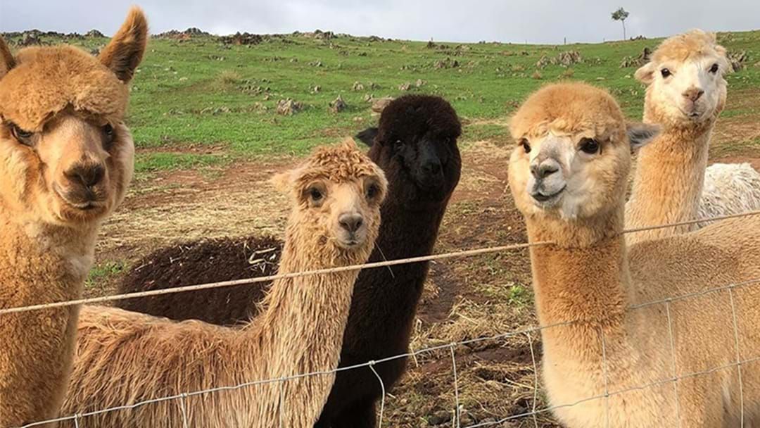 Article heading image for BTW: You Can Now Rent These Adorable Alpacas For Special Events