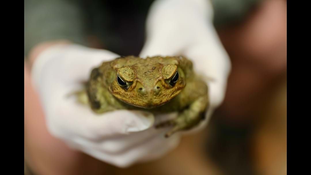 Article heading image for Feral Cane Toad Found At Somersby Sparks “Catastrophic" Concerns For Our Local Wildlife