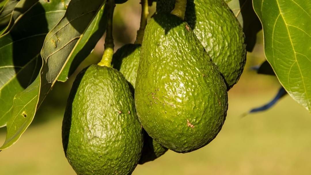 Article heading image for Avocado Thief Charged