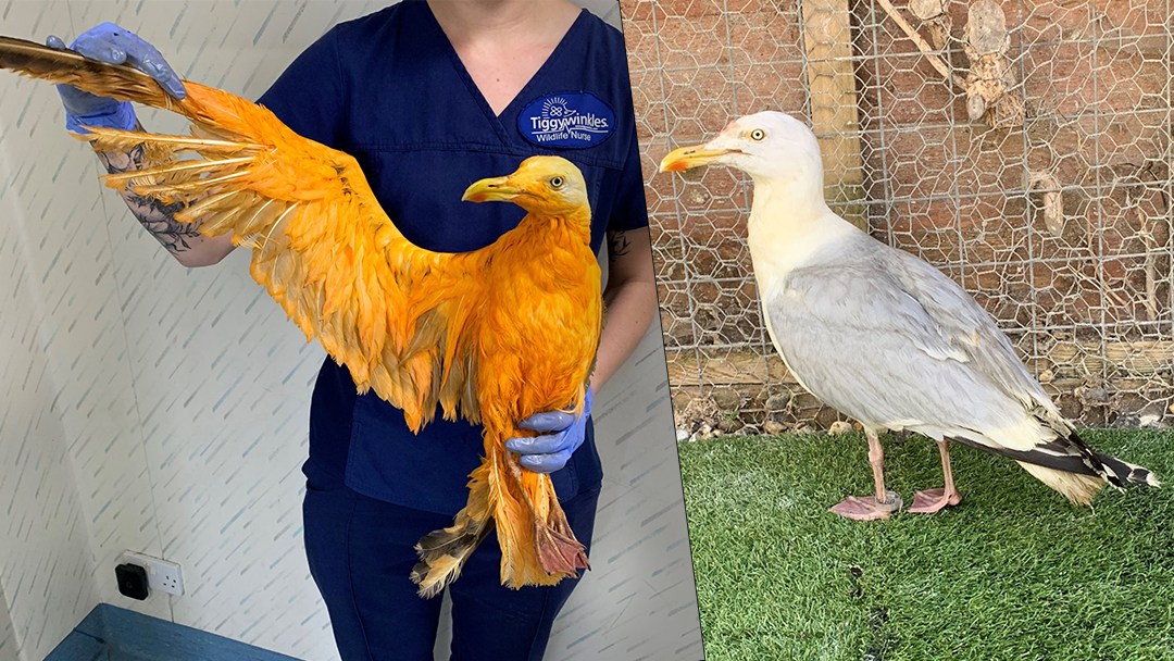 Article heading image for Turns Out An "Exotic Bird" Spotted In The UK Was Actually Just A Seagull Covered In Curry
