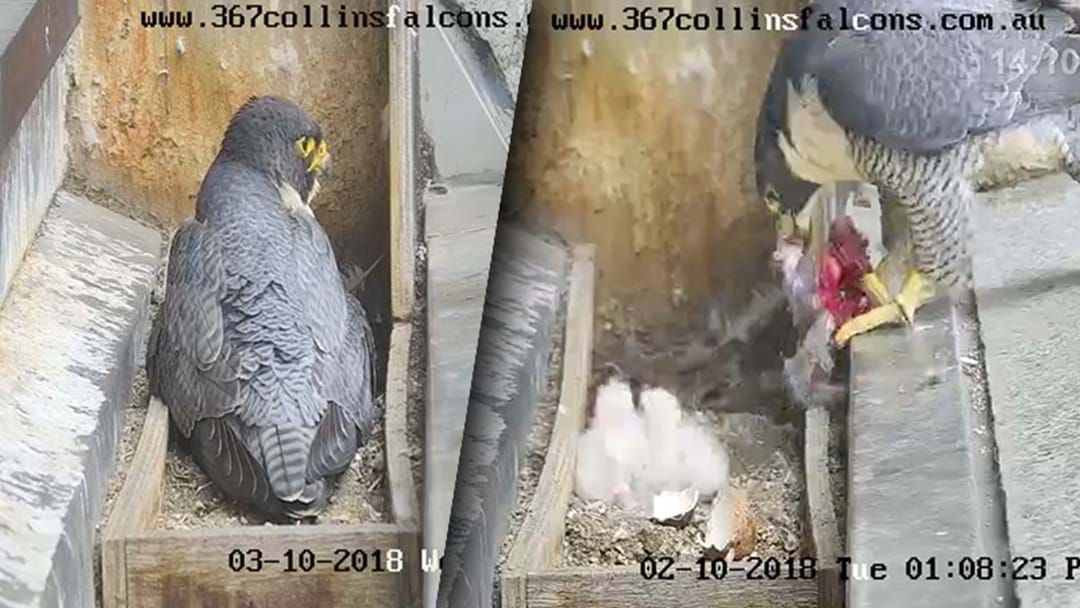 Article heading image for This Live Stream Of A Family Of Falcons Living On A Melbourne Roof Is Oddly Compelling