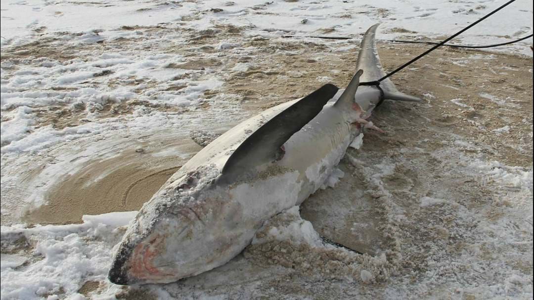 Article heading image for The Water Is So Bloody Cold Right Now That Frozen Sharks Keep Washing Ashore
