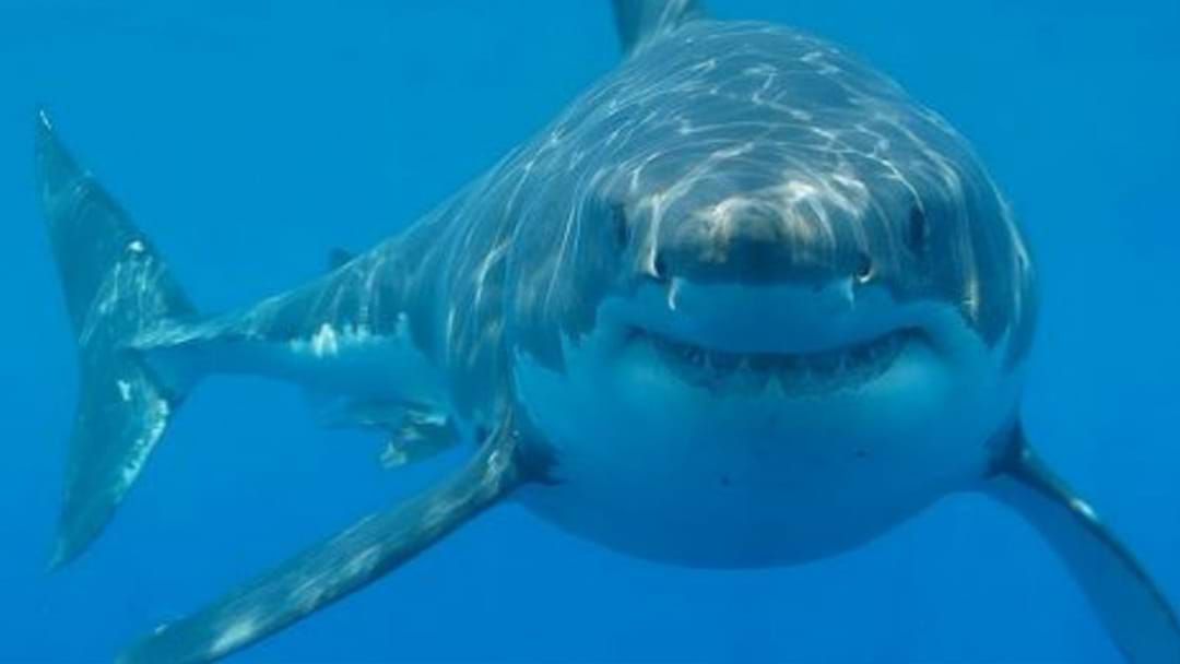 Article heading image for 3.5m SHARK seen during Rottnest Swim
