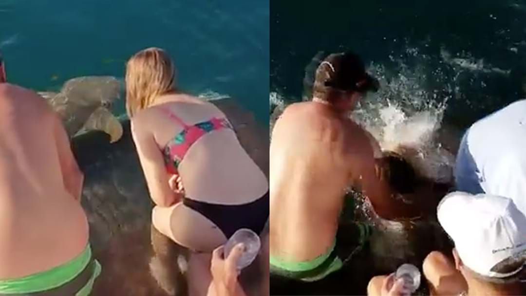 Article heading image for Woman Dragged Into Water While Hand-Feeding A Shark In WA 