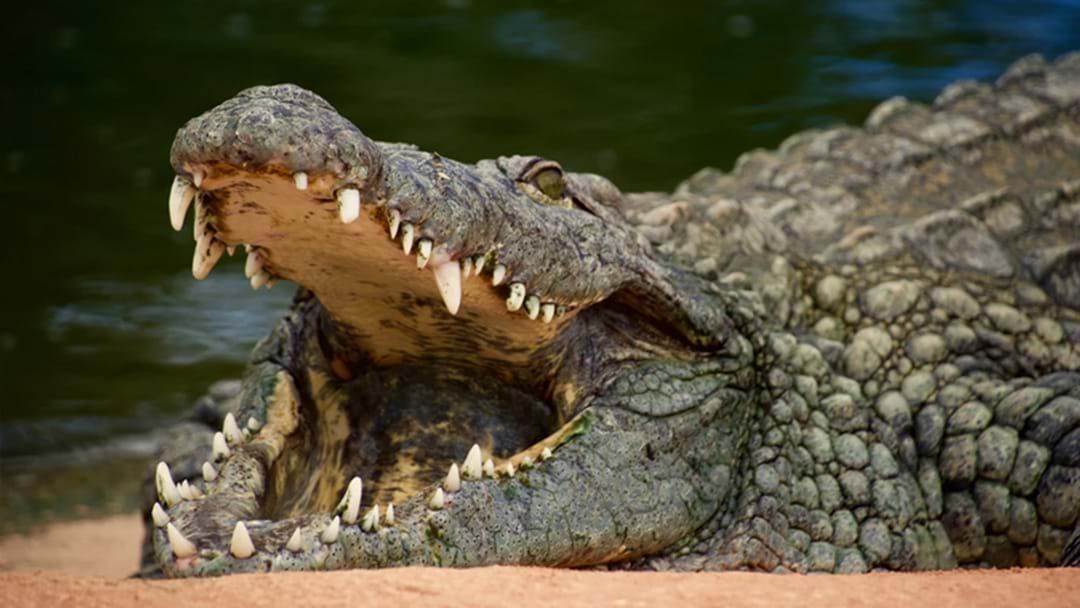Article heading image for Three-Metre Crocodile Sighting Closes Popular Townsville Beach