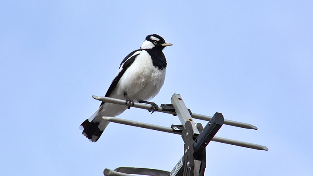 Article heading image for Magpie Hotspots in the MIA