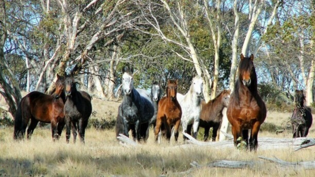 Article heading image for Should Our Magnificent High Country Brumbies Be Culled?