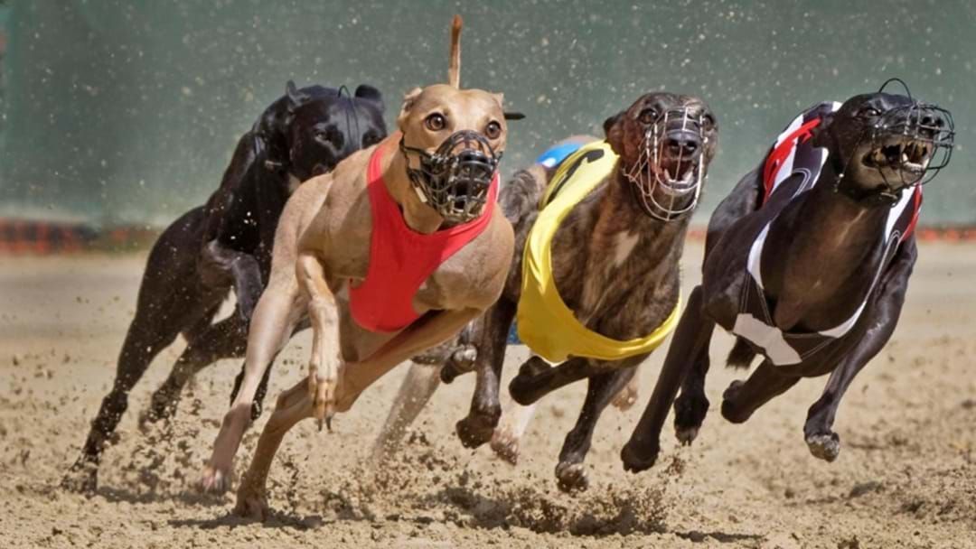 Article heading image for Tasmanian Greens Call For Greyhound Racing Reforms To Reduce Fatal Injuries