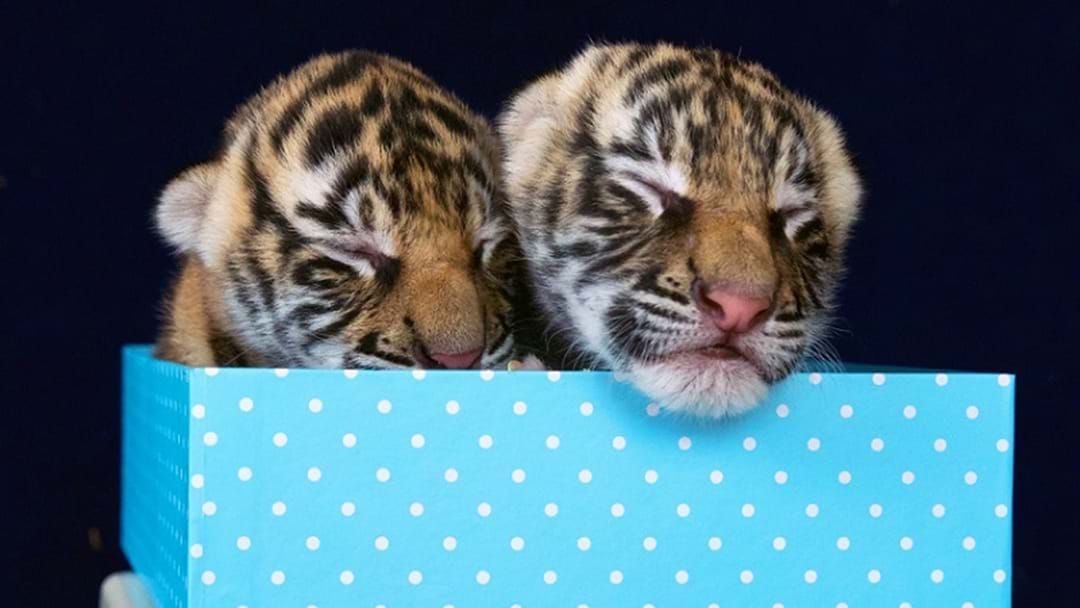 Dreamworld's newborn tiger cubs snuggle up to mum