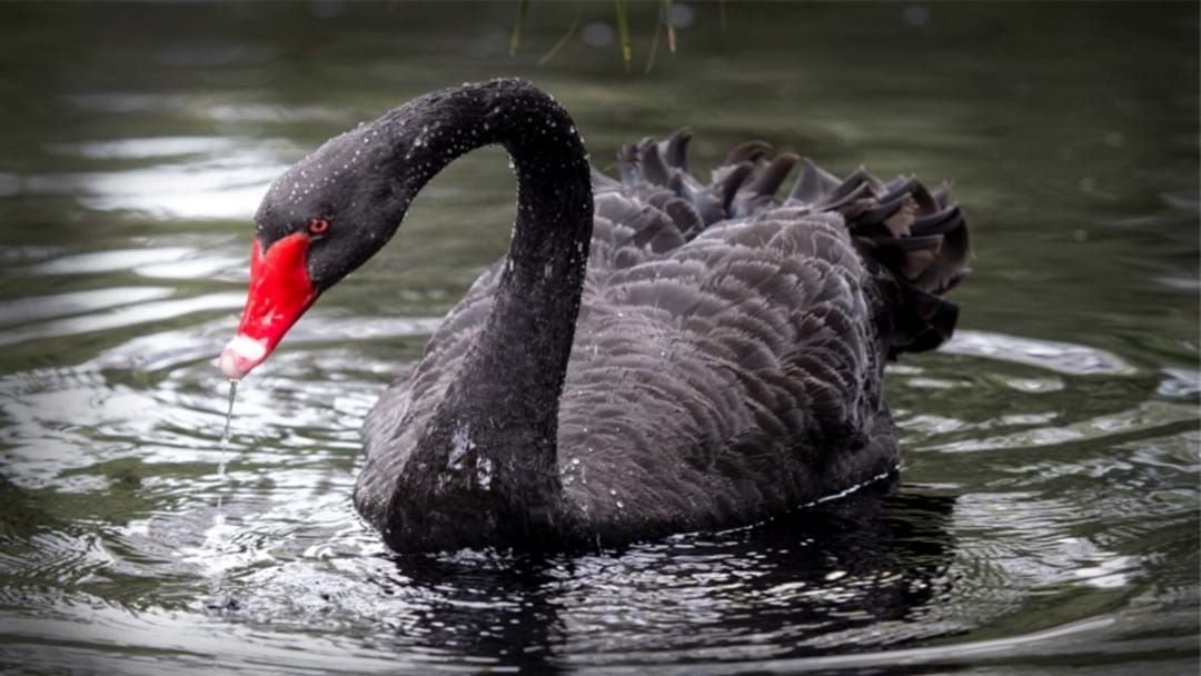 Article heading image for Perth’s Black Swan Habitat Project Landing Soon 