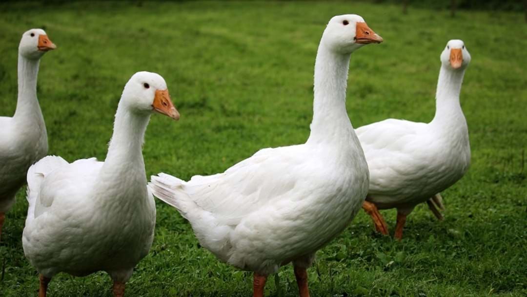 Article heading image for Coomera River Goose Gang Banished From Coast