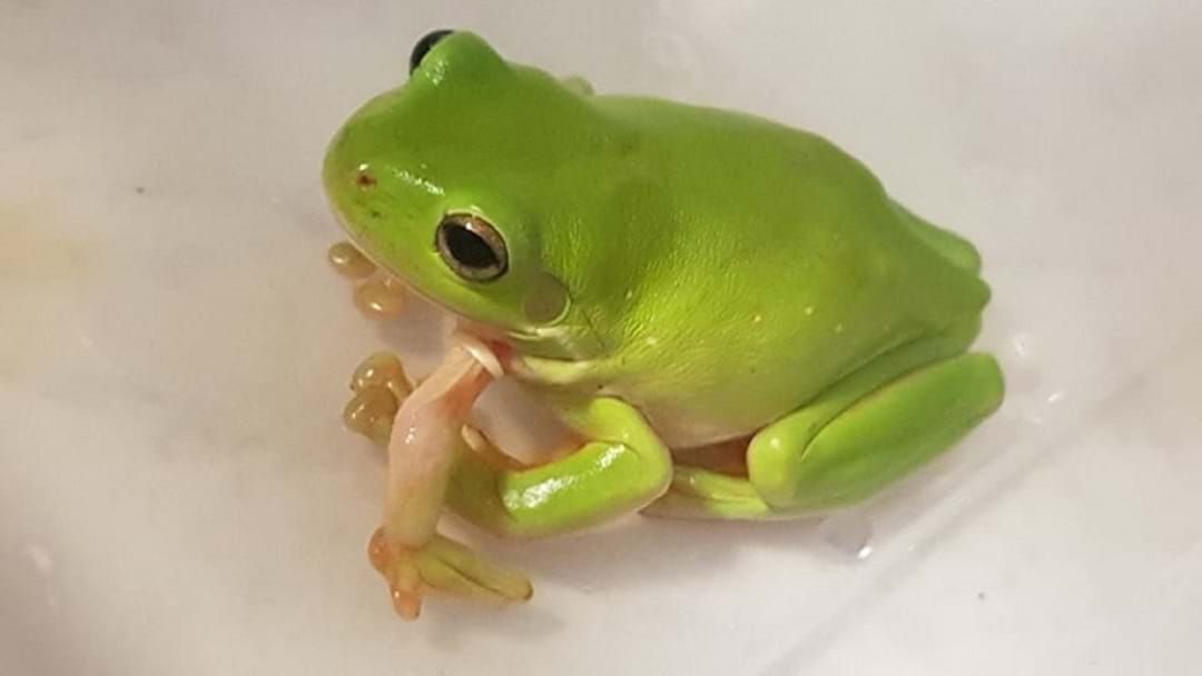 Meet The Adorable Australian Tree Frog Born With A Leg! | Hit