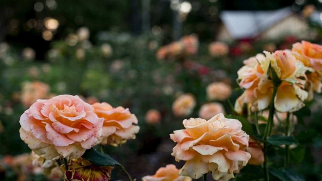 Article heading image for Queensland State Rose Garden Blooms on World Stage