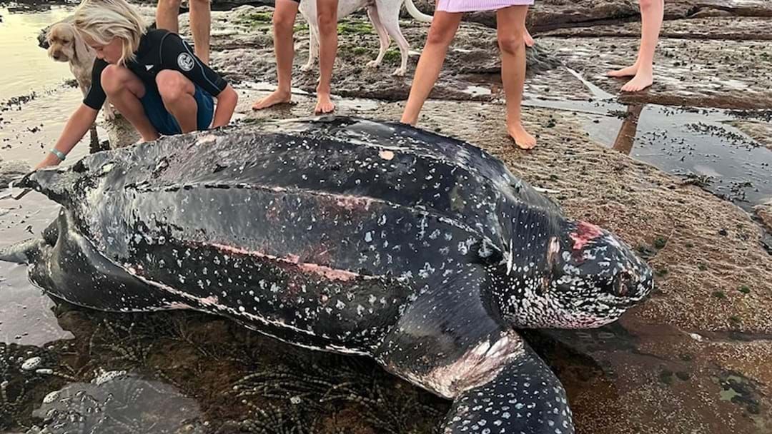 Article heading image for Alarming Rise In Death Toll Of Leatherback Turtles On The Central Coast