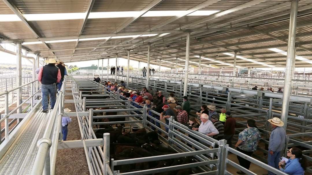 Article heading image for Saleyard Upgrade Reaches Milestone