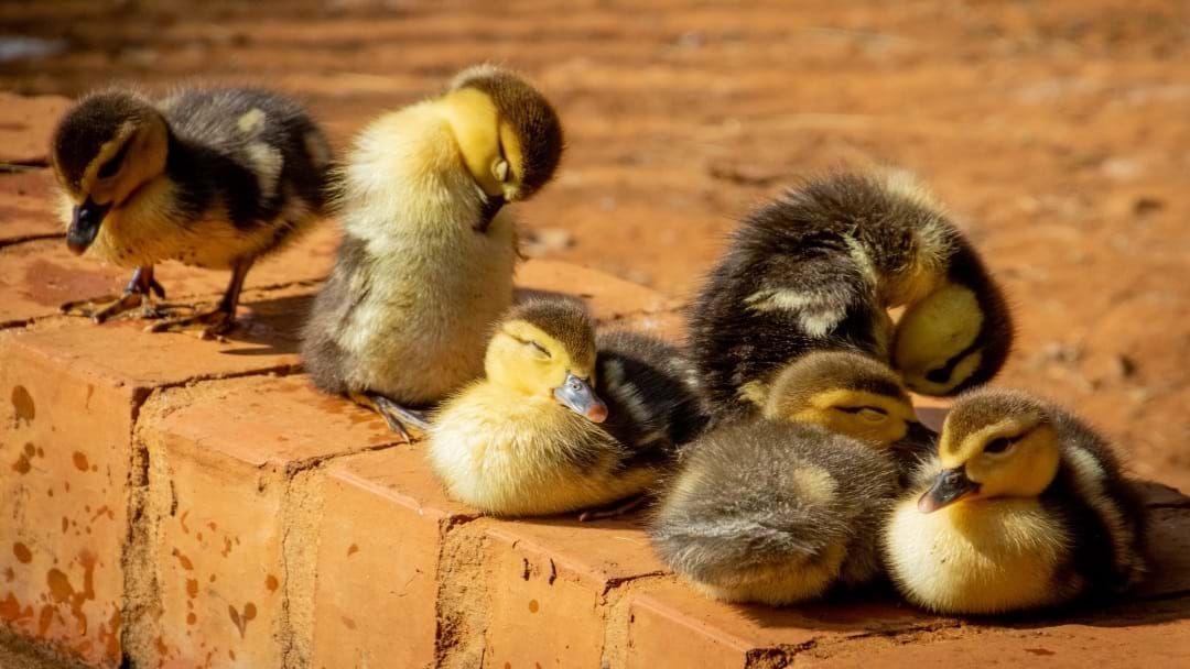 Article heading image for Police Have Saved A Family Of Ducks On A Busy Townsville Street