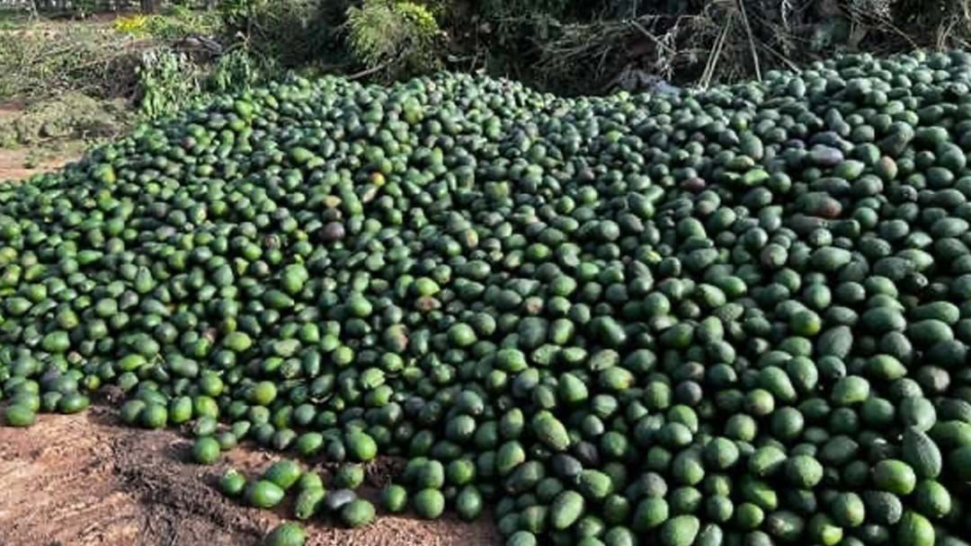 Article heading image for Sea Of Avocados Dumped At FNQ Tip Amid Market Disruption