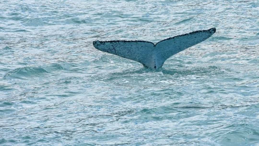 Article heading image for Five Dead After Boat Struck A Whale In New Zealand