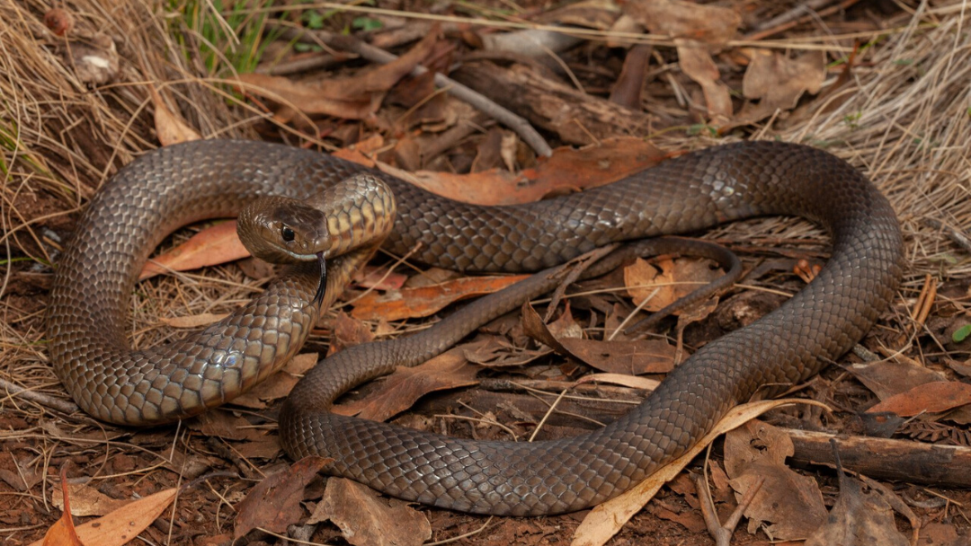 Article heading image for Bitten By A Brown Snake Libby Was Fighting For Her Life