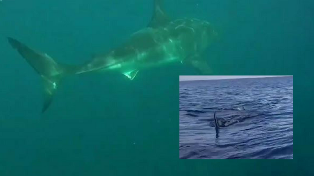 Article heading image for Close Encounter with Great White Shark on Coffs Coast