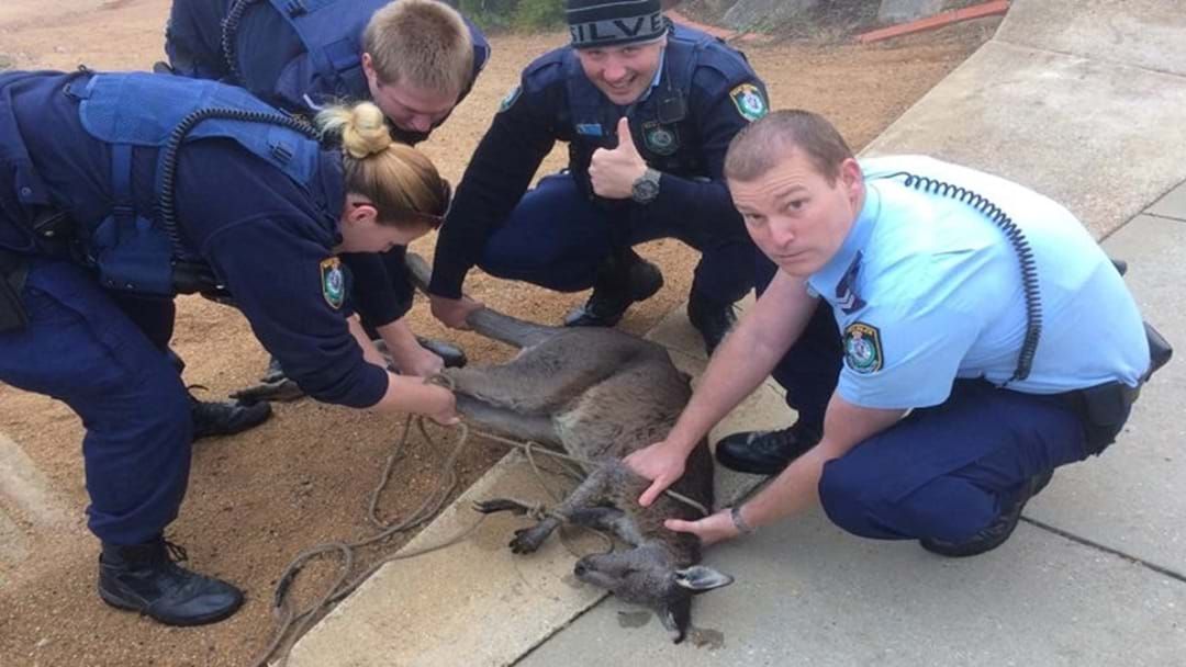 Article heading image for Police Rescue Drowning Roo in Tolland