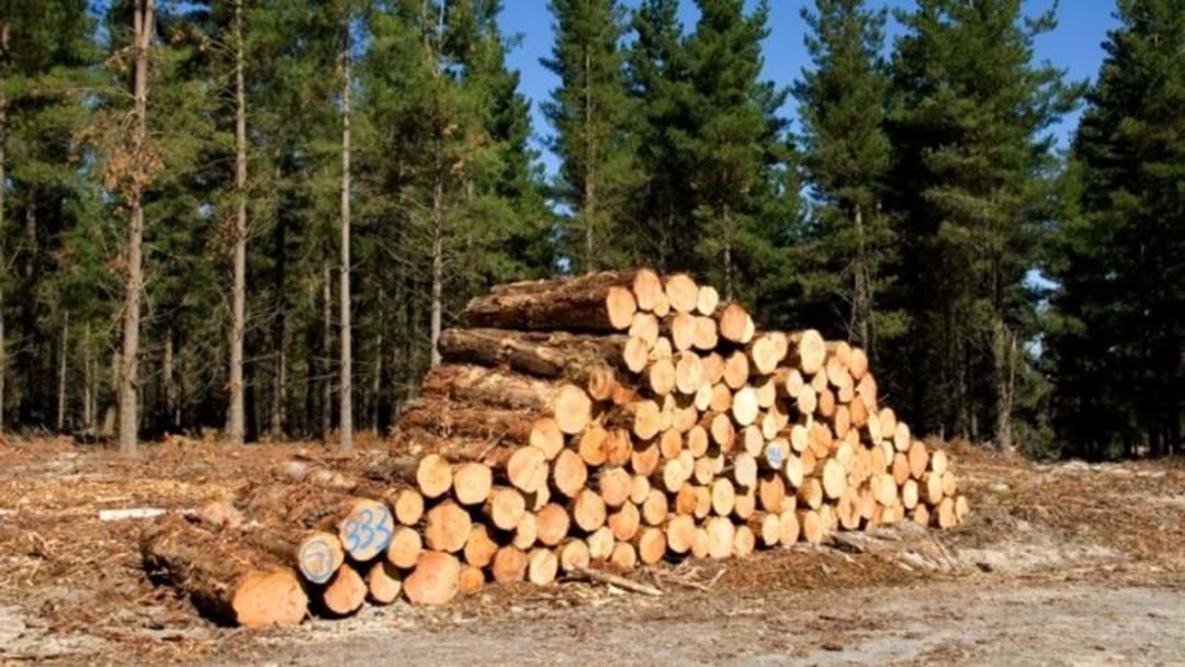 Article heading image for Forestry Boost For Our Timber Towns