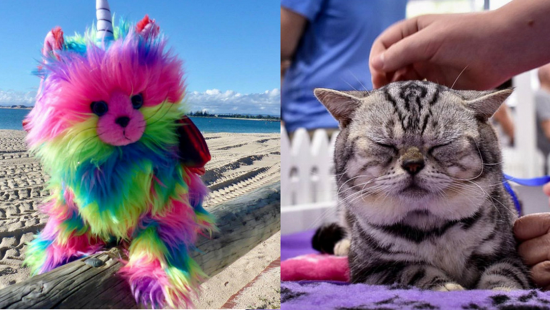 Article heading image for We're Not Kitten... There's A Cat Carnival Coming To The Coast Next Weekend!