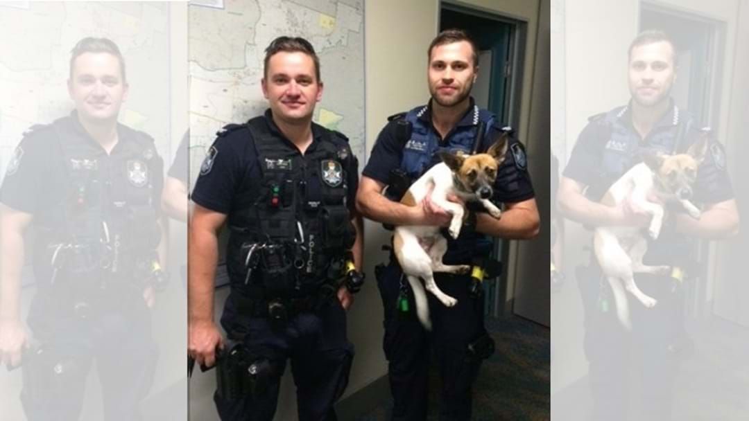 Article heading image for Police Return Stolen Dog to Owner 