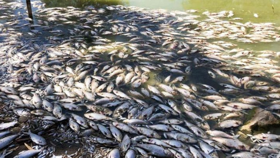 Article heading image for Mass Dead Fish Located In Lake Hume According To NSW Government