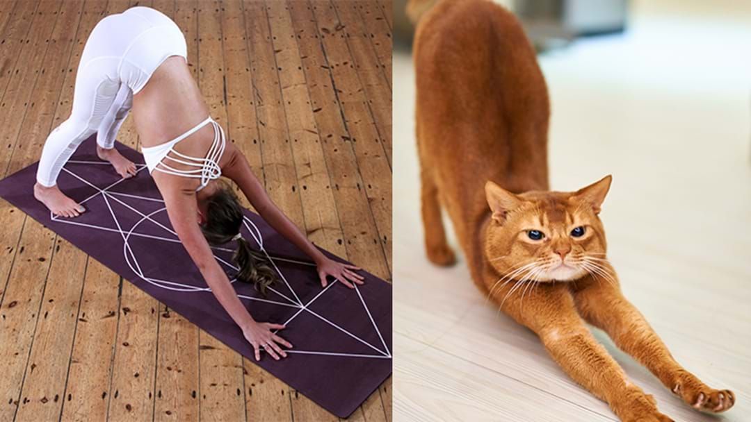 Article heading image for A Purrr-lates Class Is Happening This Weekend & We Are Obsessed