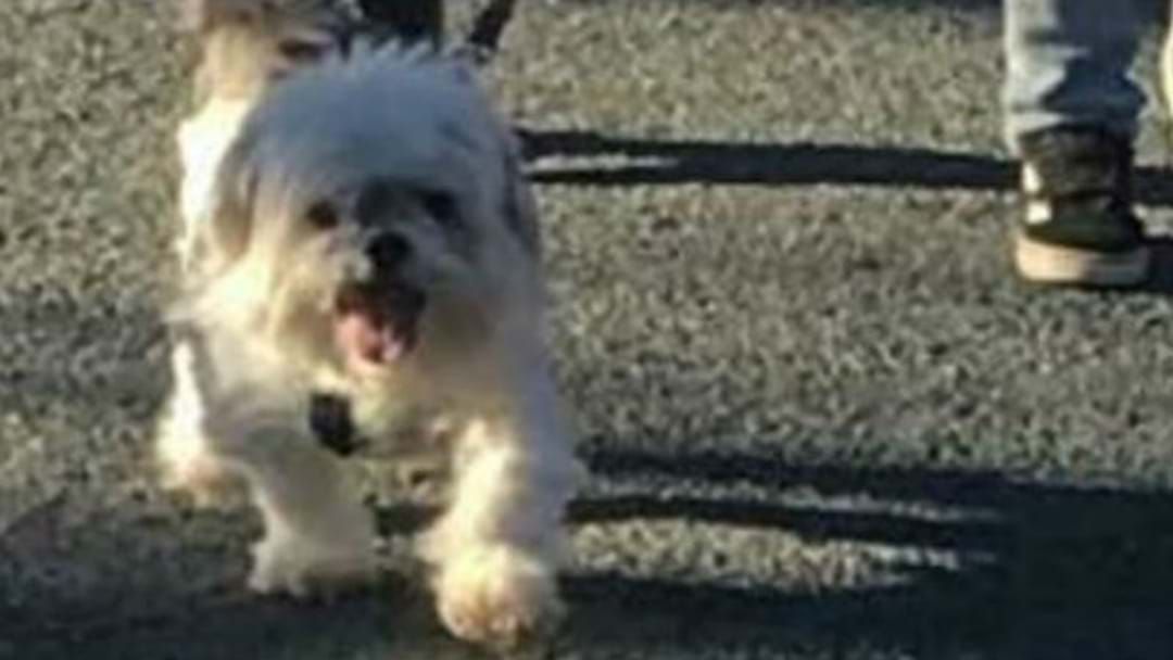 Article heading image for QUEANBEYAN DOG STABBED TO DEATH