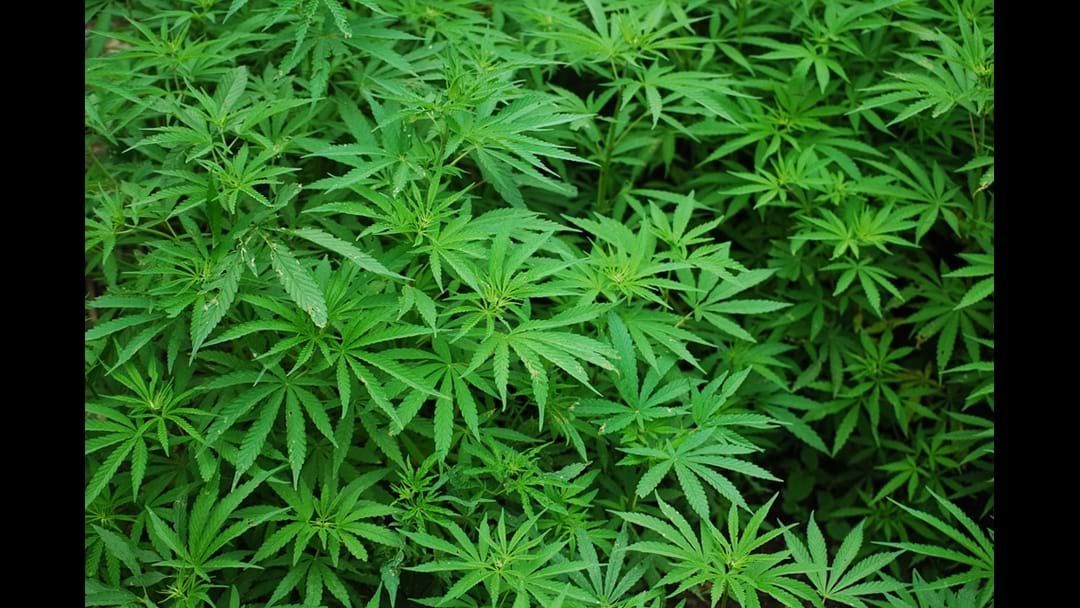 Article heading image for Over 1000 Cannabis Plants Located North-West of Kempsey