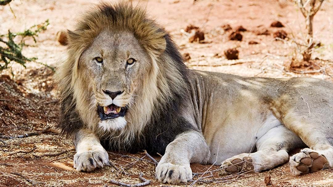 Article heading image for Multiple Rhino Poachers Eaten By Lions In South Africa