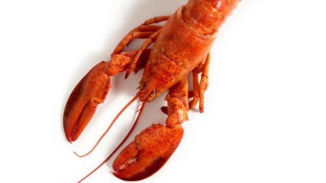 Article heading image for Shellfish Owners Leave Lobsters In Restaurant Tanks After Closing
