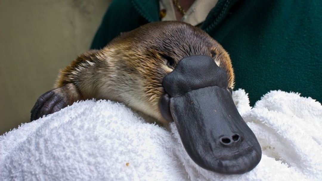 Article heading image for Police Reach Out To Public For Assistance In Locating Stolen Platypus