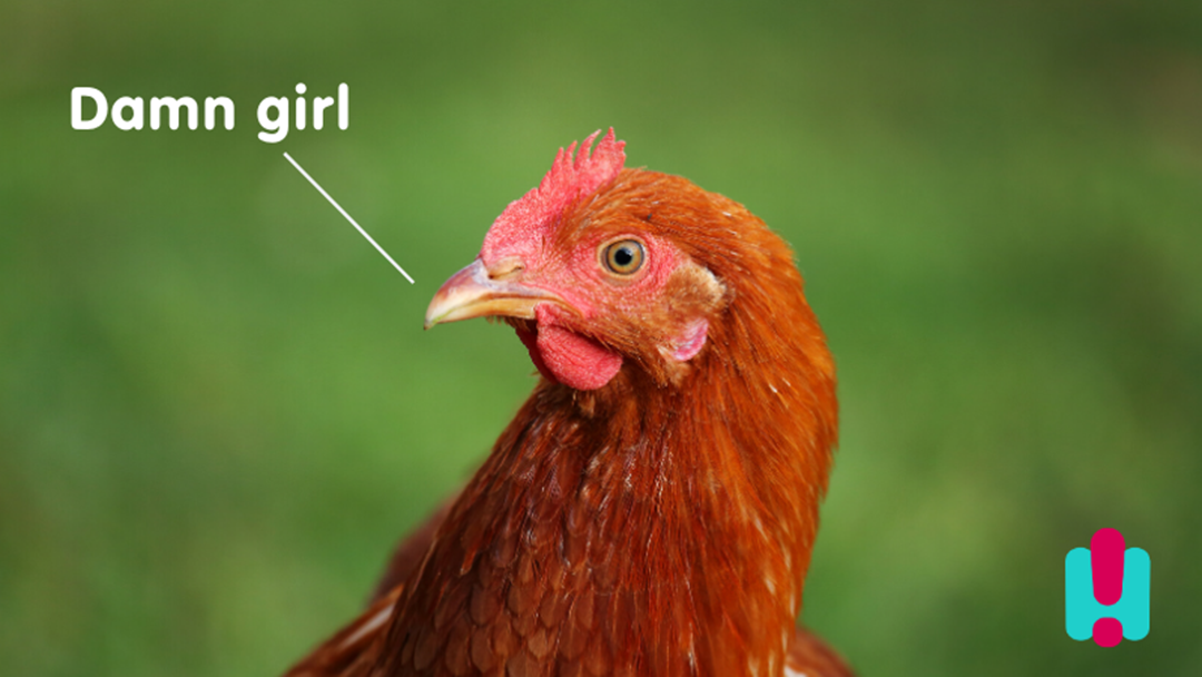 Article heading image for Bad News, Apparently Even Chickens Prefer Hot People